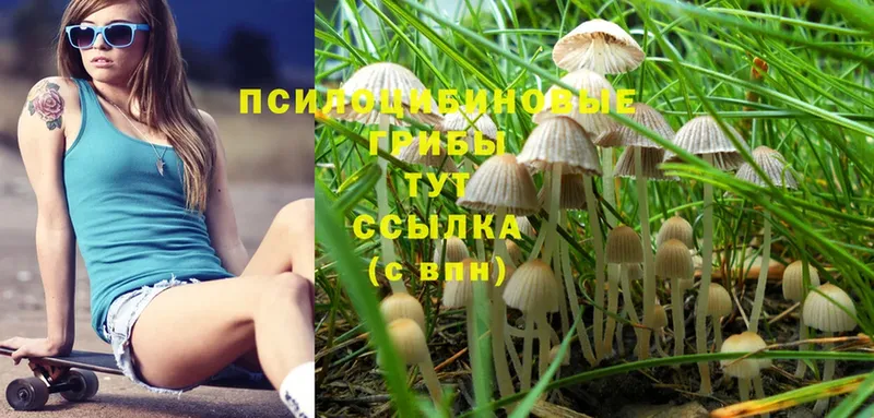 Галлюциногенные грибы Magic Shrooms  Берёзовка 